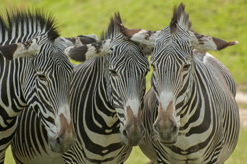 Fototapeta na wymiar Grévy's zebra