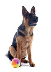 puppy german shepherd