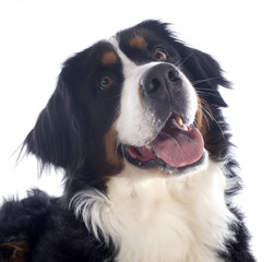 bernese moutain dog