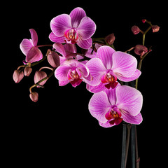 Cultivated orchid closeup over black background - square crop - 53570025