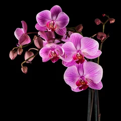 Foto op Aluminium Gecultiveerde orchidee close-up op zwarte achtergrond - vierkante crop © Mushy
