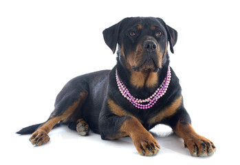 female rottweiler