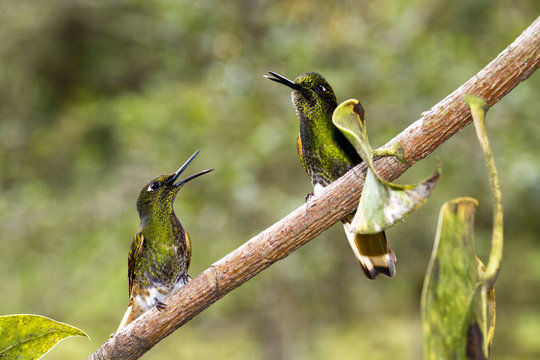 Hummingbird, valley de cocora, Colombia