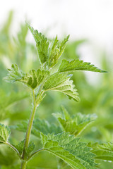 nettle