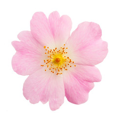 flower of wild rose - 53570833