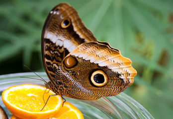 Fototapeta premium Schmetterling Mainau