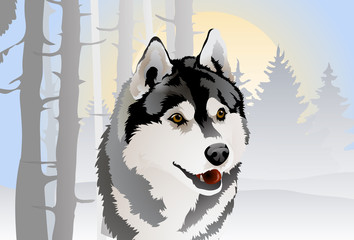 vector  of the dog breed Siberian Husky in the forest