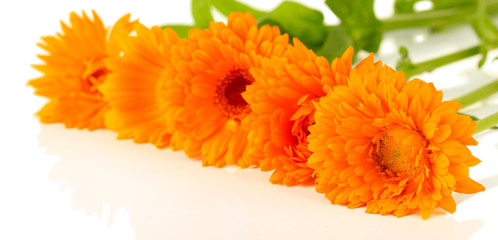 Calendula flowers isolated on white