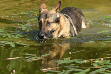 Deutscher Schäferhund trinkt  im Teich