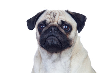 Nice pug dog with white hair