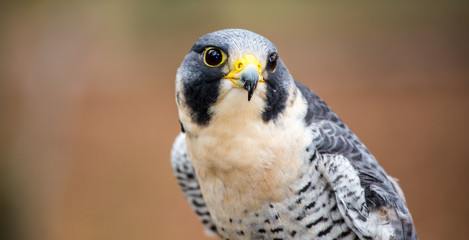 Peregrine Falcon