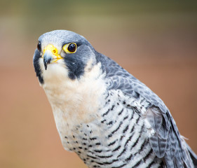Peregrine Falcon