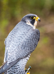 Peregrine Falcon