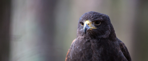 Harris Hawk