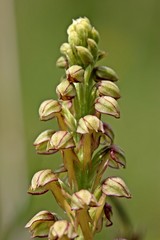 Ohnhorn (Aceras anthropophorum) am Dörnberg