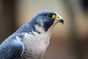Peregrine Falcon