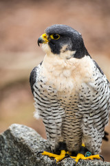 Peregrine Falcon