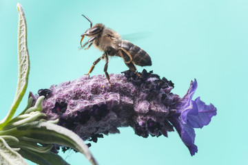 Bee taking off from a flower