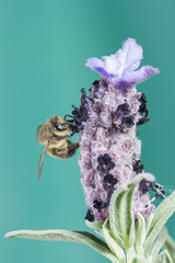 Bee sucking a flower