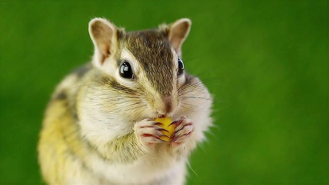 えさを食べるシマリス