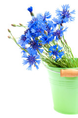 Cornflower