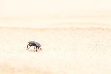 insect Tenebrio molitor on the sand