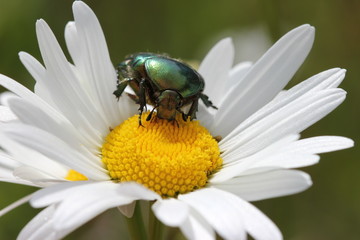 Rosenkäfer auf Margeritenblüte