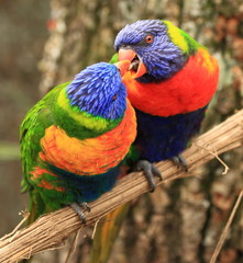 tendresse d'un couple de loris