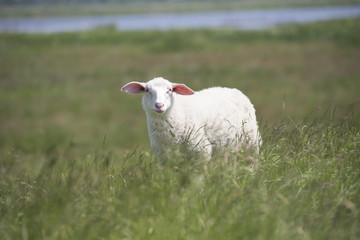 Obraz premium Sheep portrait green grass meadow