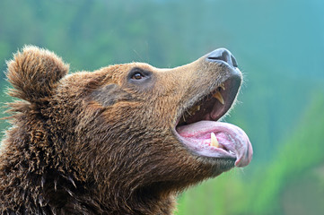 Brown bears in the Carpathians.
