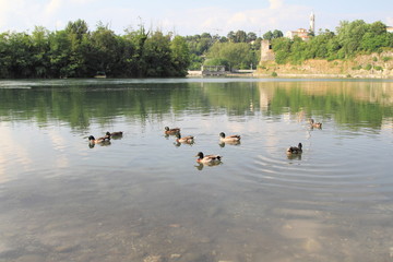 Ducks on the Adda river, Trezzo D'Adda, Italy