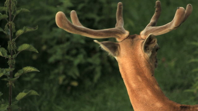 Fawns in nature. Find similar clips in our portfolio.