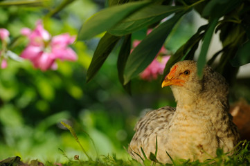 Chicken Sitting Under Bush
