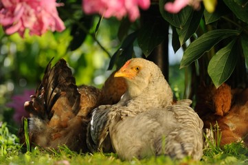 Chickens Sitting Under Bush
