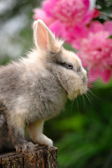 Fluffy Rabbit on Tree Stump