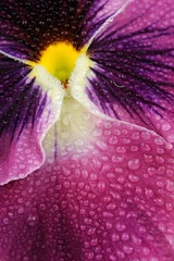 Cercles muraux Pansies Purple Pansy fleur violette avec des gouttes d& 39 eau
