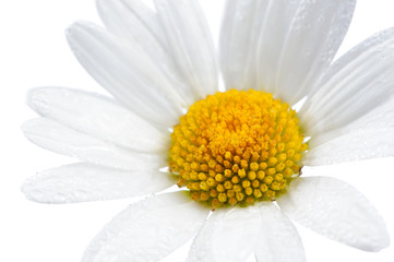 Daisy (Chamomile) Flower with Water Drops on White Background
