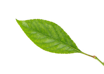 Fototapeta na wymiar cherry tree leaf