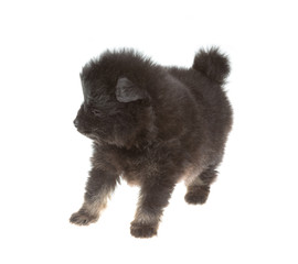 Obraz premium Portrait of pomeranian spitz