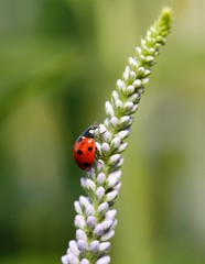 Ladybug