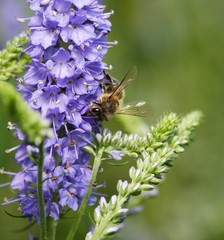 Bee on Flowers