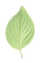 Single leaf