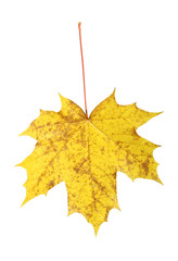 Single leaf