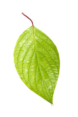 Fototapeta na wymiar Single leaf