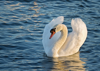 Fototapeta premium Elegant white swan swimming in the ocean.