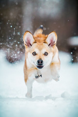 Hund rennt durch den Schnee