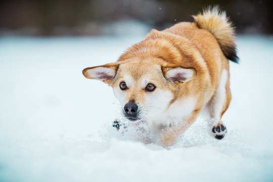 Vollbremsung im Schnee