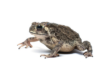 Common toad, bufo bufo, in front of white background