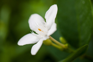 Murraya paniculata in the garden