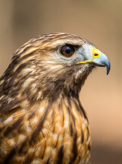 Red-Tailed Hawk